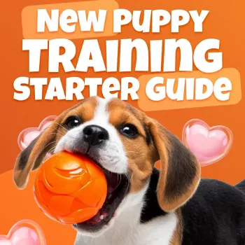 4-Week Puppy Training Routine: Potty, Commands, Socialization