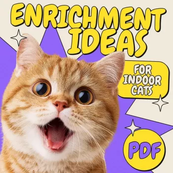 Indoor Cat Enrichment: DIY Toys, Play & Home Setup